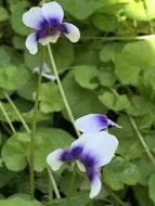 Viola hederacea (4