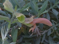 Salvia lanceolata (1 qt) | Rusty Sage (1 qt)