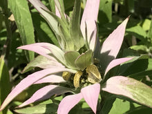Load image into Gallery viewer, Monarda punctata &#39;Beebop&#39; (1 qt) | Beebop Spotted Bee Balm (1 qt)
