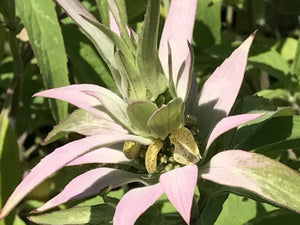 Monarda punctata 'Beebop' (1 qt) | Beebop Spotted Bee Balm (1 qt)