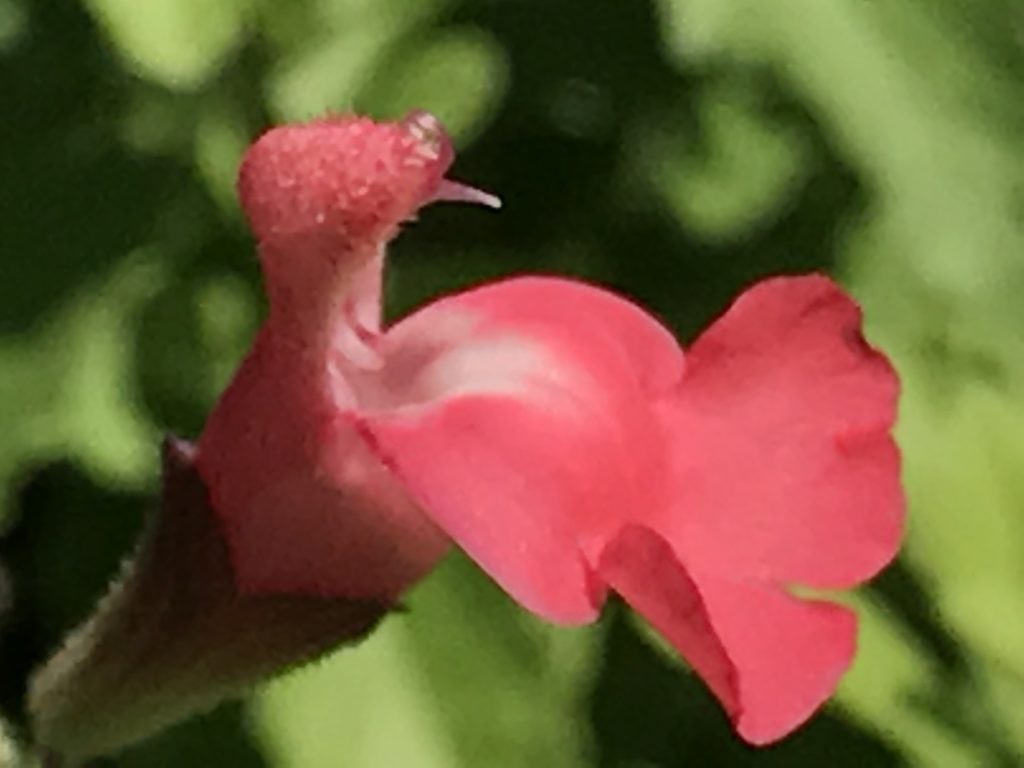 Salvia microphylla x greggii 'Heatwave Blast' (1 qt) | Blast Pink Mountain Sage (1 qt)