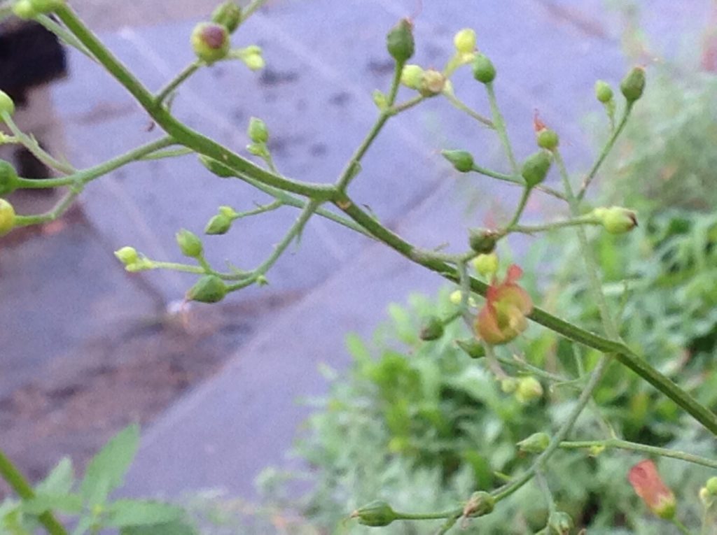 Scrophularia californica | California Figwort