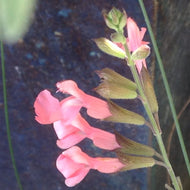 Salvia greggii 'San Takao' (1 qt) | San Takao Autumn Sage (1 qt)