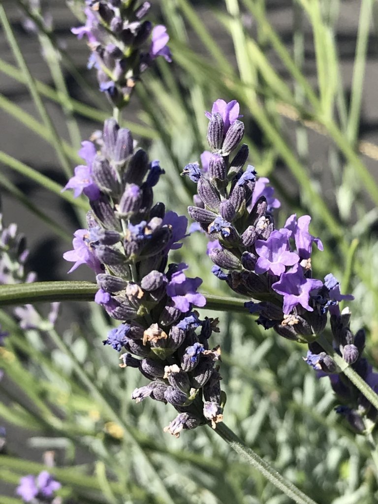 grosso lavender plants for sale Lavandula x intermedia 'Fat Spike Grosso' (4")