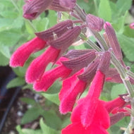 Salvia x 'John Whittlesey' (1 qt) | John Whittlesey Sage (1 qt)