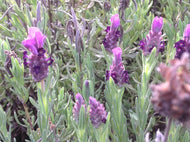 Lavandula stoechas 'Little Bee' (4