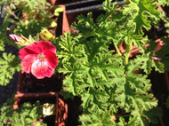 Pelargonium scabrum 'Apricot' (4