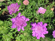Scabiosa caucasica 'Vivid Violet' (1 qt) | Vivid Violet Pincushion (1 qt)