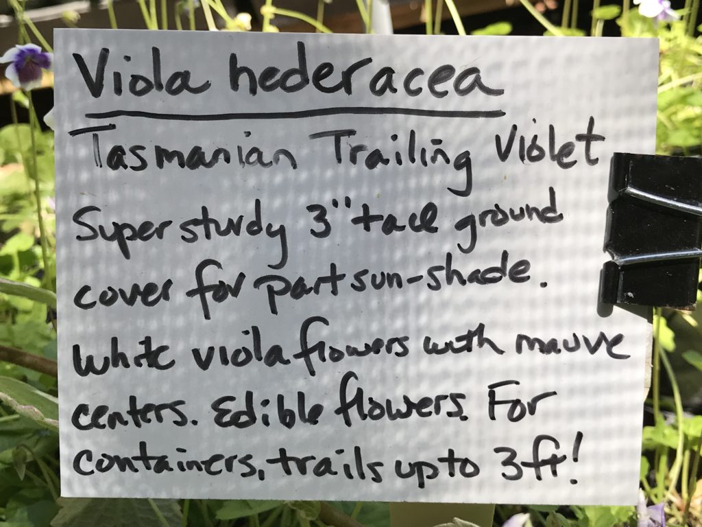Viola hederacea (4