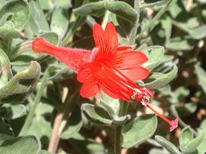 Epilobium canum 'Calistoga' (1 qt) | California Fuchsia (1 qt)