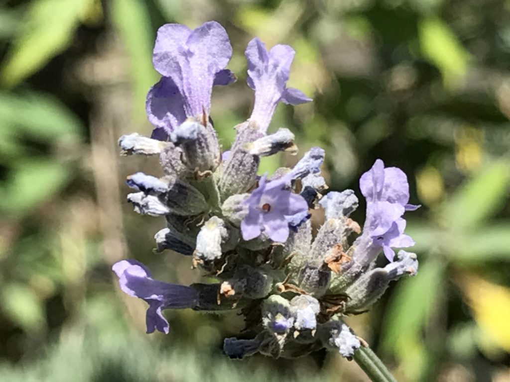 tuscan lavender plant Lavandula x intermedia 'Tuscan Violet' (4")