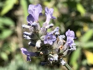 Lavandula x intermedia 'Tuscan Violet' | Tuscan Violet Lavender