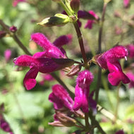 Salvia chiapensis (1 qt) | Chiapas Sage (1 qt)