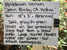 Load image into Gallery viewer, Epilobium canum &#39;John Bixby&#39; (1 qt) | John Bixby California Fuchsia (1 qt)
