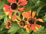 Helenium 'Mardi Gras' (1 qt) | Helen’s Flower (1 qt)