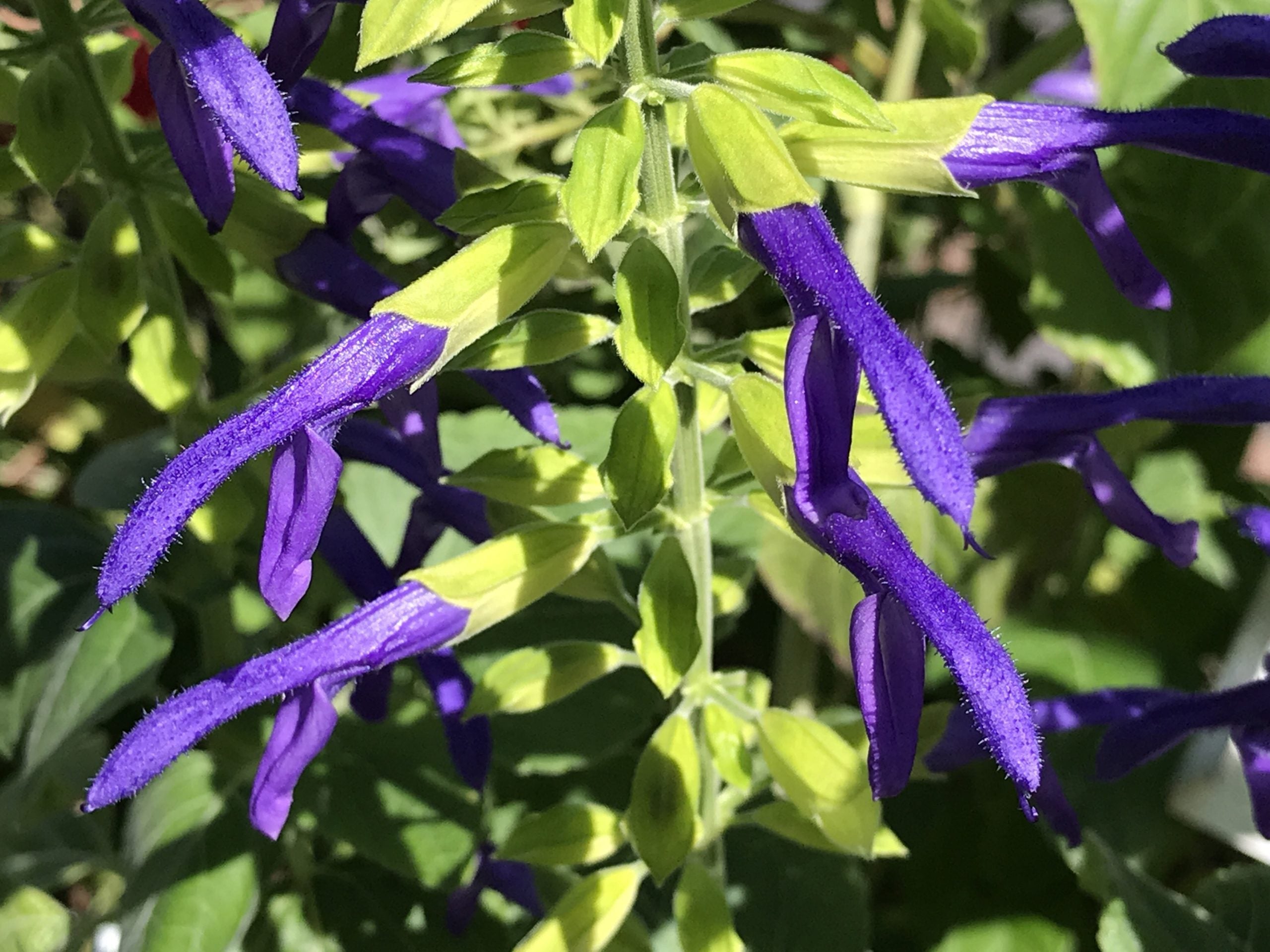 Salvia mexicana 'Limelight' (1 qt) | Limelight Mexican Sage (1 qt