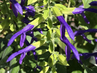 Salvia mexicana 'Limelight' (1 qt) | Limelight Mexican Sage (1 qt)