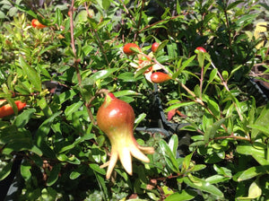 Punica granatum 'nana' (1 qt) | Dwarf Pomegranate (1 qt)