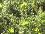 Satureja biflora (4