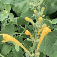 Agastache x hybrida 'Arizona Sun' (1 qt) | Arizona Sun Compact Anise Hyssop (1 qt)