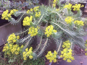 Euphorbia myrsinites | Donkeytail Spurge