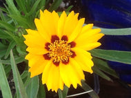 Coreopsis grandiflora 'Sunfire' (1 qt) | Sunfire Tickseed (1 qt)