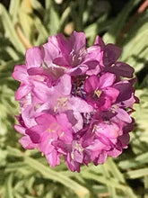 Load image into Gallery viewer, Armeria maritima ‘Nifty Thrifty’ | Variegated Thrift
