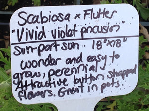 Scabiosa caucasica 'Vivid Violet' (1 qt) | Vivid Violet Pincushion (1 qt)