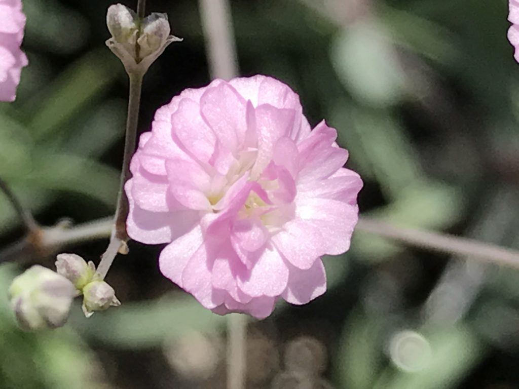 Gypsophila paniculata 'Festival Pink Star' (1 qt) (info) | Double Pink Baby's Breath (1 qt) (info)