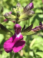 Salvia x microphylla 'Orchid Glow' (1 qt) | Orchid Glow Autumn Sage (1 qt)