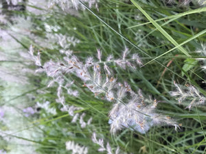 Pennisetum orientale (1 qt) | Japanese Fountain Grass (1 qt)