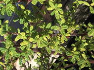 Ceanothus x impressus 'Dark Star' (1 qt) | Dark Star California Lilac (1 qt)