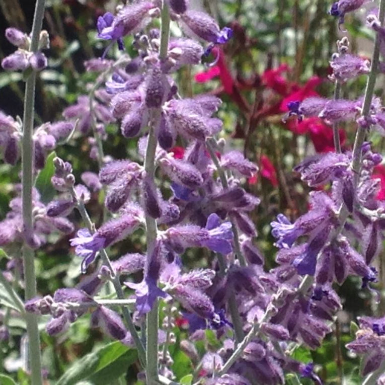Perovskia atriplicifolia 'Little Spire' (1 qt) | Little Spire Russian ...