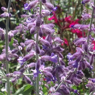 Perovskia atriplicifolia 'Little Spire' (1 qt) | Little Spire Russian Sage (1 qt)