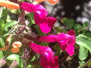 Salvia microphylla 'Heatwave Brilliance' (1 qt) | Brilliance Pink Mountain Sage (1 qt)