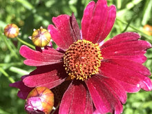 Load image into Gallery viewer, Coreopsis &#39;Limerock Ruby&#39; (1 qt) | Limerock Ruby Tickseed (1 qt)
