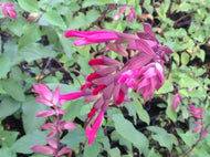 Salvia 'Wendy's Wish' (1 qt) | Wendy's Wish Sage (1 qt)