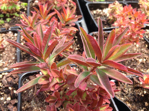 Euphorbia polychroma 'Bonfire' | Cushion Spurge