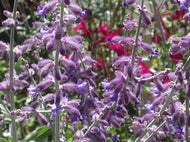 Perovskia atriplicifolia (1 qt) | Russian Sage (1 qt)