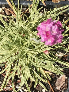 Armeria maritima ‘Nifty Thrifty’ | Variegated Thrift