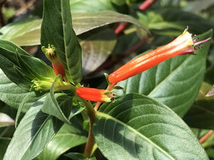 Cuphea 'Vermillionaire' (1 qt) | Large Firecracker Plant (1 qt)