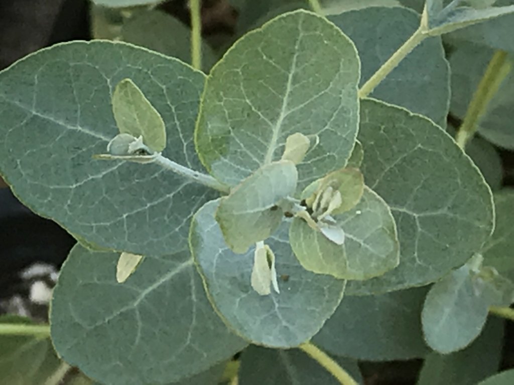 Eucalyptus gunnii 'Silver Drop' (1 qt) | Silver Drop Eucalyptus (1 qt)   Morningsun Herb Farm