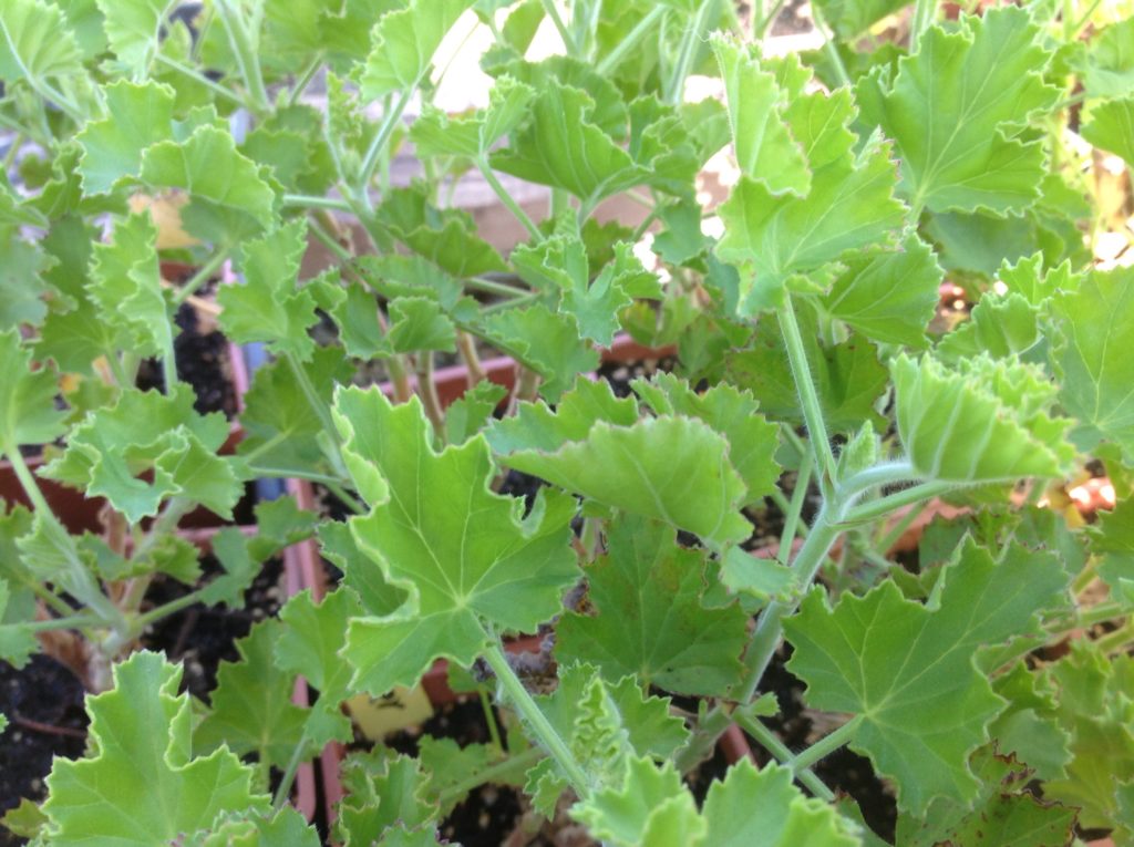 Pelargonium 'Torento' Ginger Scented Geranium Morningsun Herb Farm