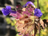 Salvia 'Celestial Blue' (1 qt) | Celestial Blue Hybrid Sage (1 qt)