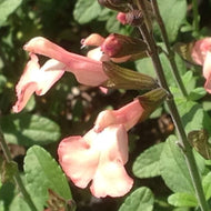 Salvia microphylla x greggii 'Heatwave Glow' (1 qt) | Glow Peach Mountain Sage (1 qt)