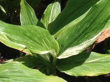 Load image into Gallery viewer, Hedychium &#39;Tahitian Flame (1 qt) | Tahitian Flame Variegated Ginger (1 qt)
