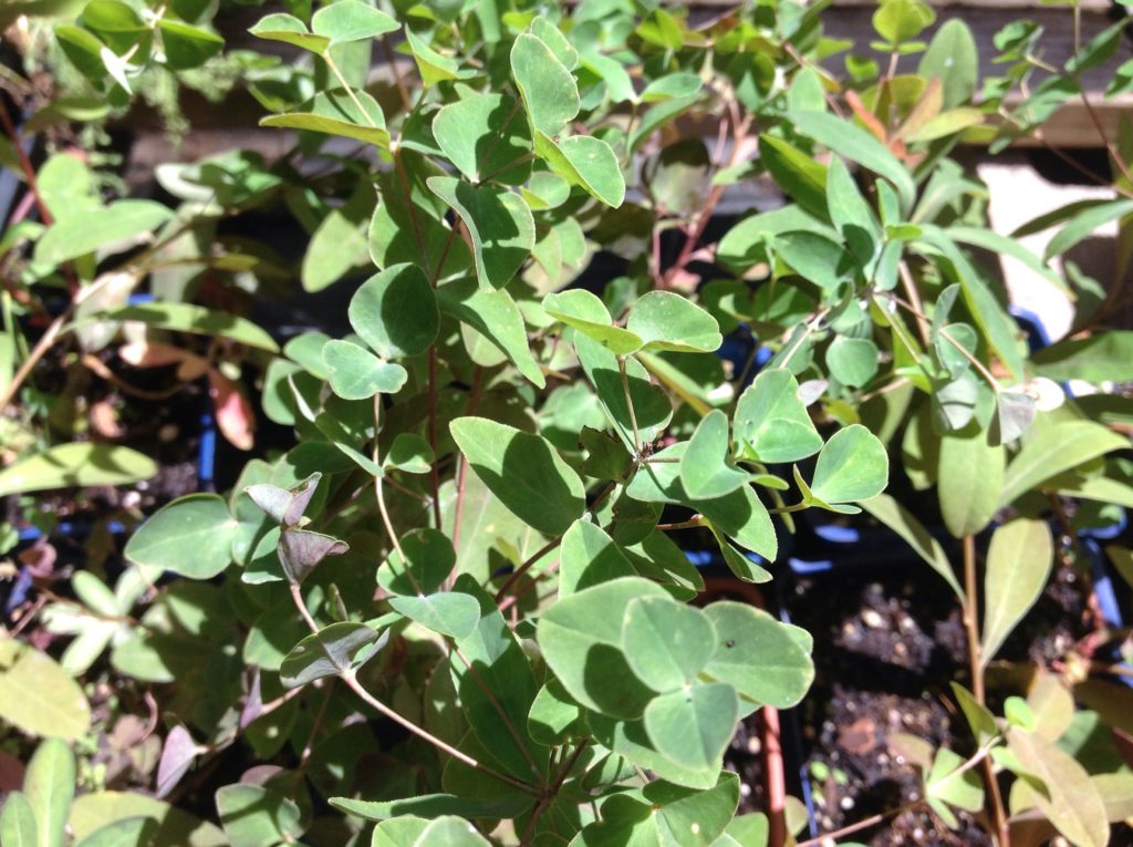 Euphorbia 'Red Velvet' | 'Red Velvet' Spurge