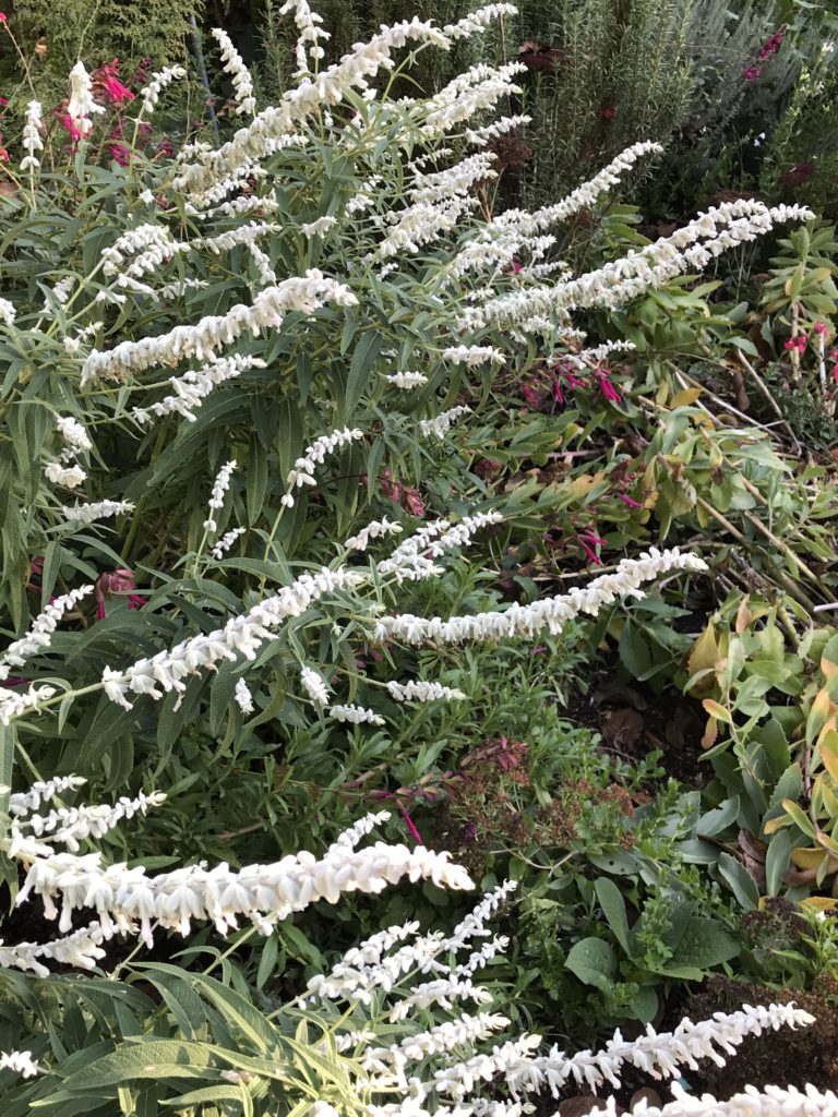 Salvia leucantha 'White Mischief' (1 qt) | White Mischief Mexican