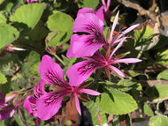 Pelargonium cordifolium (4