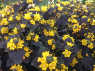Lysimachia congestiflora 'Persian Chocolate' (1 qt) | Persian Chocolate Moneywort (1 qt)